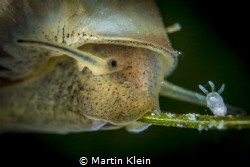 A tiny pond snail and a polyp taken with the MP 65-E at 5... by Martin Klein 